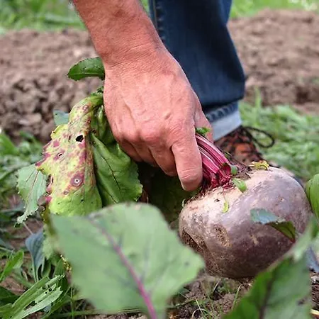 Torre De Villademoros منزل ريفي لواركا