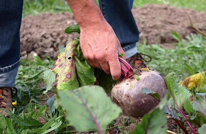 Torre De Villademoros Landhaus Luarca