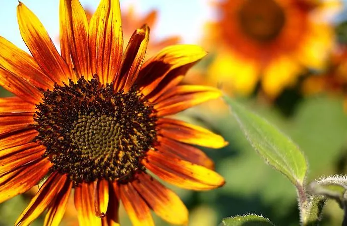 Torre De Villademoros Luarca