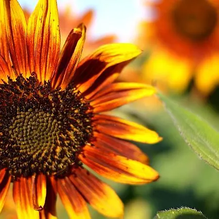 Torre De Villademoros Luarca